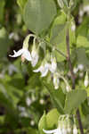 American snowbell